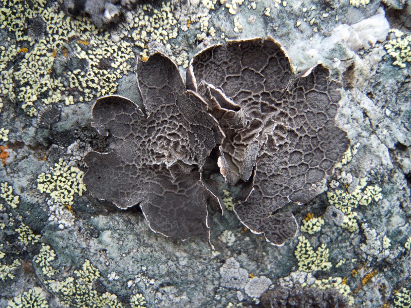 Umbilicaria decussata-2